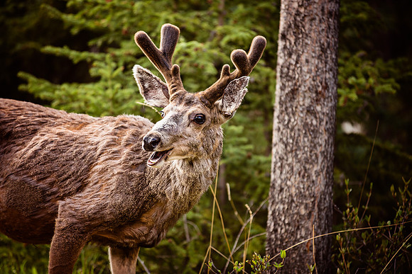 Banff, Alberta, Canada